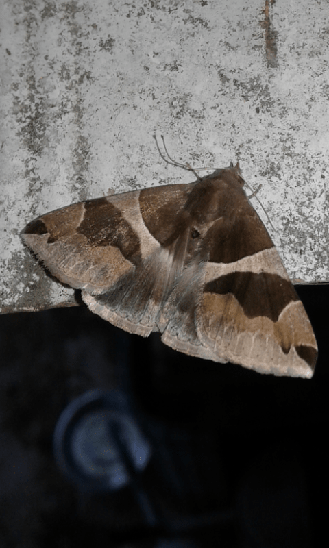 Dysgonia cfr. torrida (Erebidae)?